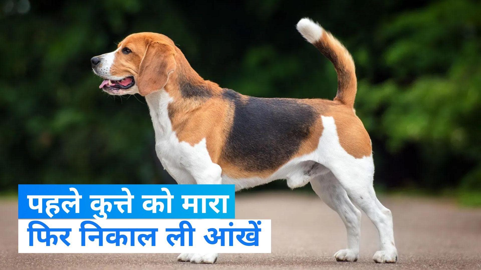 Dog Killing Video: ग्वालियर में कुत्ते को कुल्हाड़ी से मारने का वीडियो वायरल...दरिदों ने निकाल ली आंखें