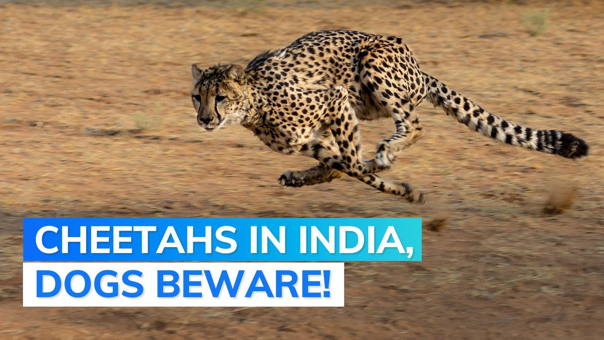 Explained: why over 1000 dogs got anti-rabies shots before cheetahs arrive in Madhya Pradesh