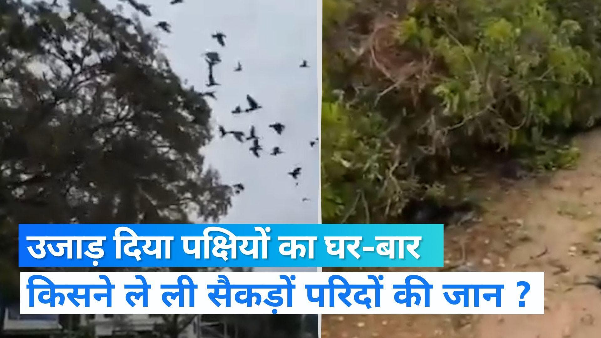 VIRAL VIDEO: सड़क के लिए सैकड़ों पक्षियों की मौत, JCB से घोसलों को रौंद डाला  