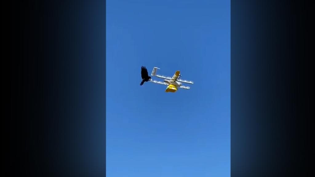 Watch: Bird vs Drone caught on camera, how the angry bird won over delivery drone