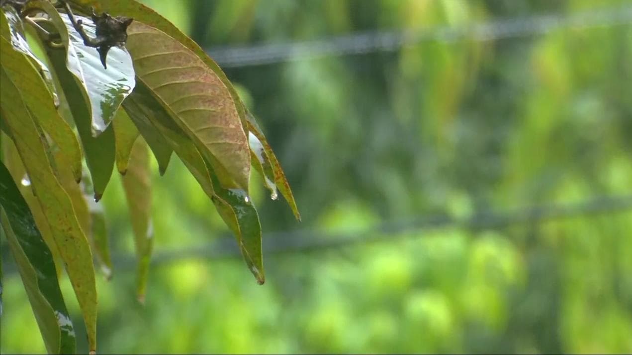Rain Forecast: মকর সংক্রান্তিতে ভারী বৃষ্টির পূর্বাভাস, আবহাওয়ার খামখেয়ালিপনায় চাষিদের মাথায় হাত