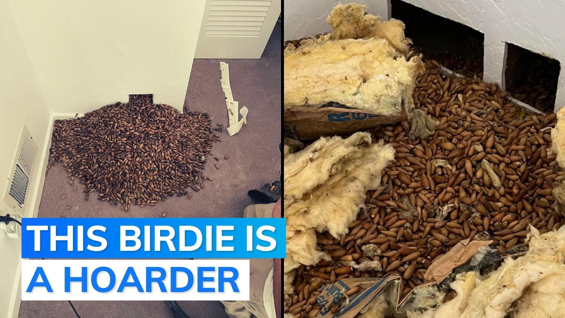 Watch: bird pierces wall to store over 300 kg oak nuts at a California house