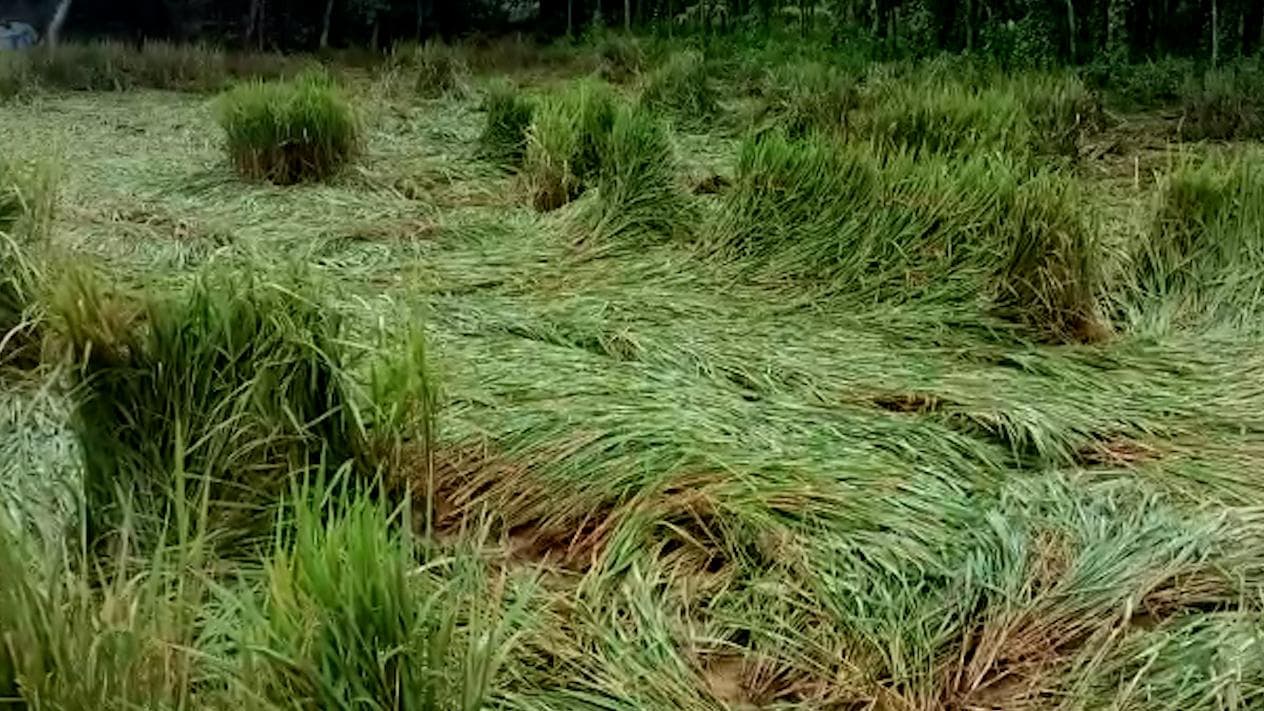 Bankura Farmers: অতিবৃষ্টিতে নষ্ট বিঘের পর বিঘে জমির ধান, নবান্নের আগেই মাথায় হাত ইন্দাসের চাষিদের