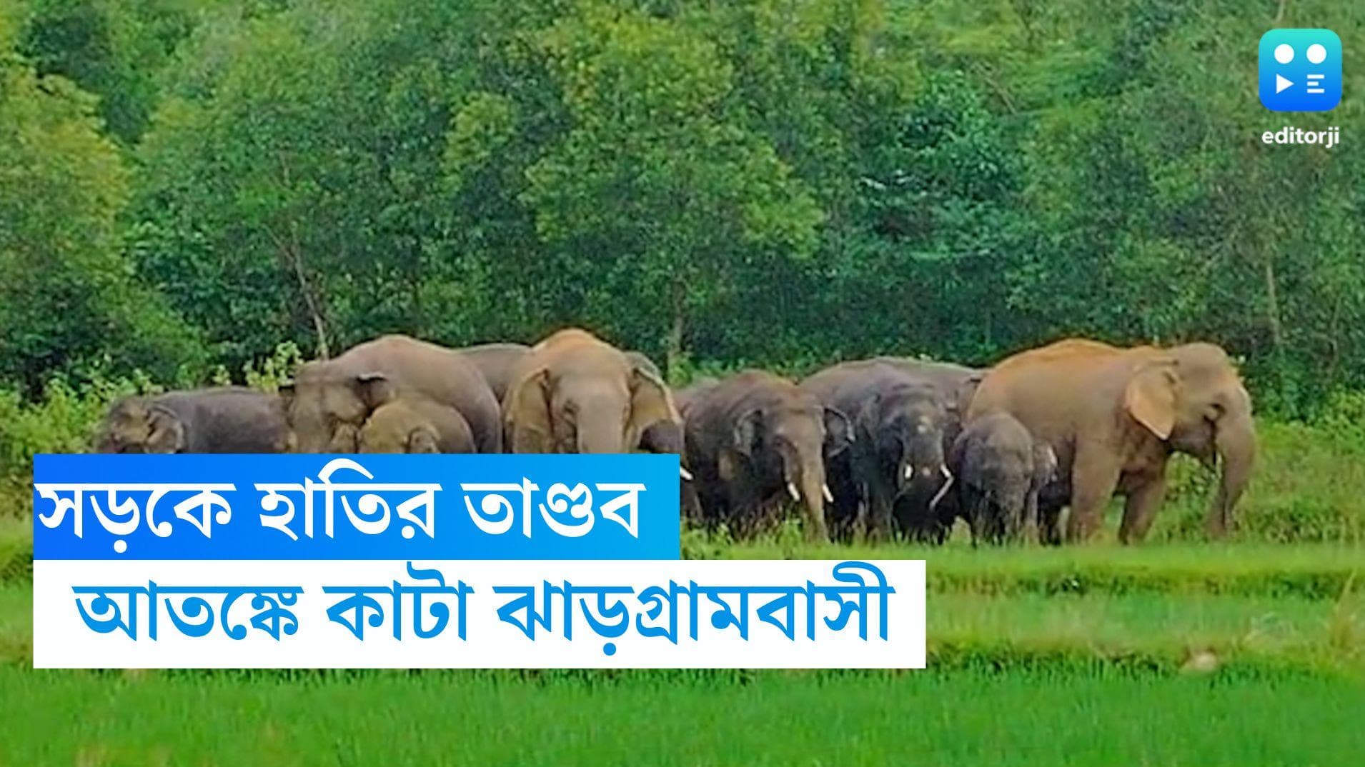 Elephant Attack at Jhargram: জঙ্গলমহলে হাতির তাণ্ডব অব্যাহত, অভিযোগ 'নীরব প্রশাসন'