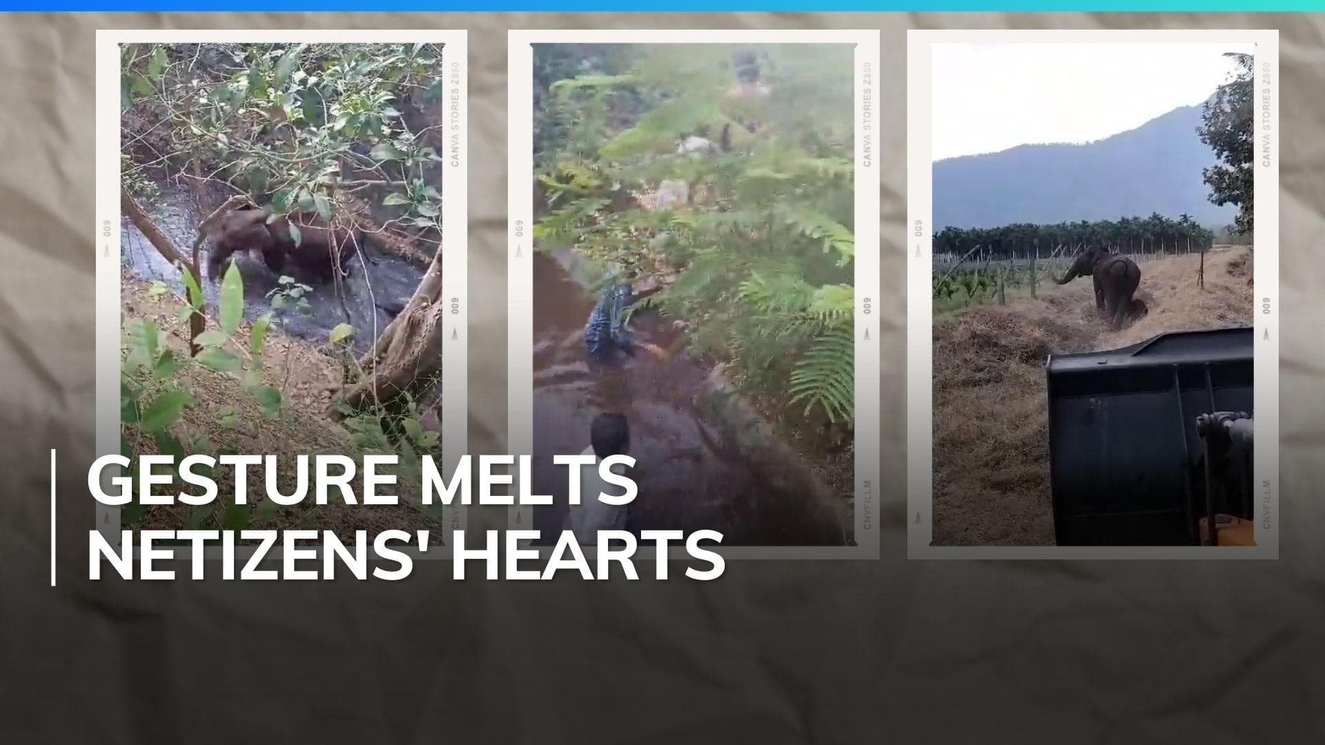 Mother elephant 'thanks' Tamil Nadu officials for rescuing calf, video goes viral