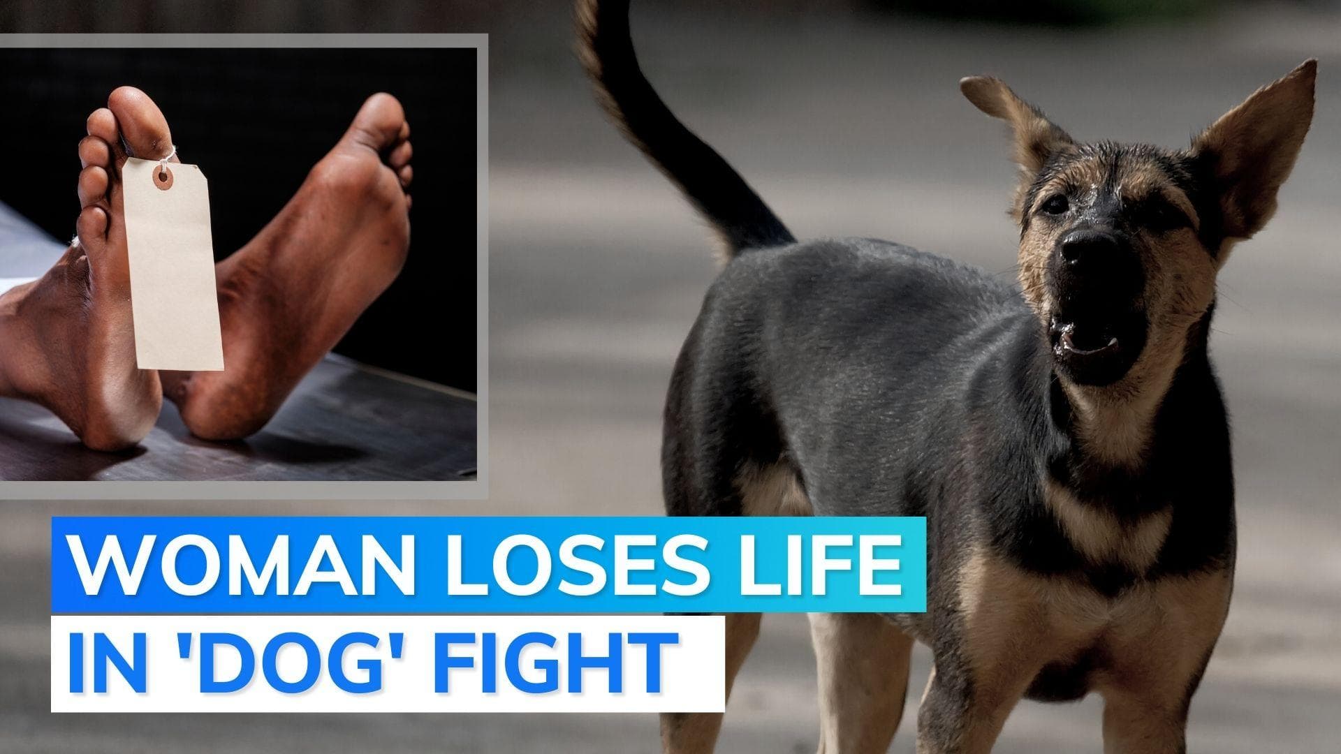 Uttar Pradesh: 1 dead, 5 injured following argument over 'dog bark' in Ballia