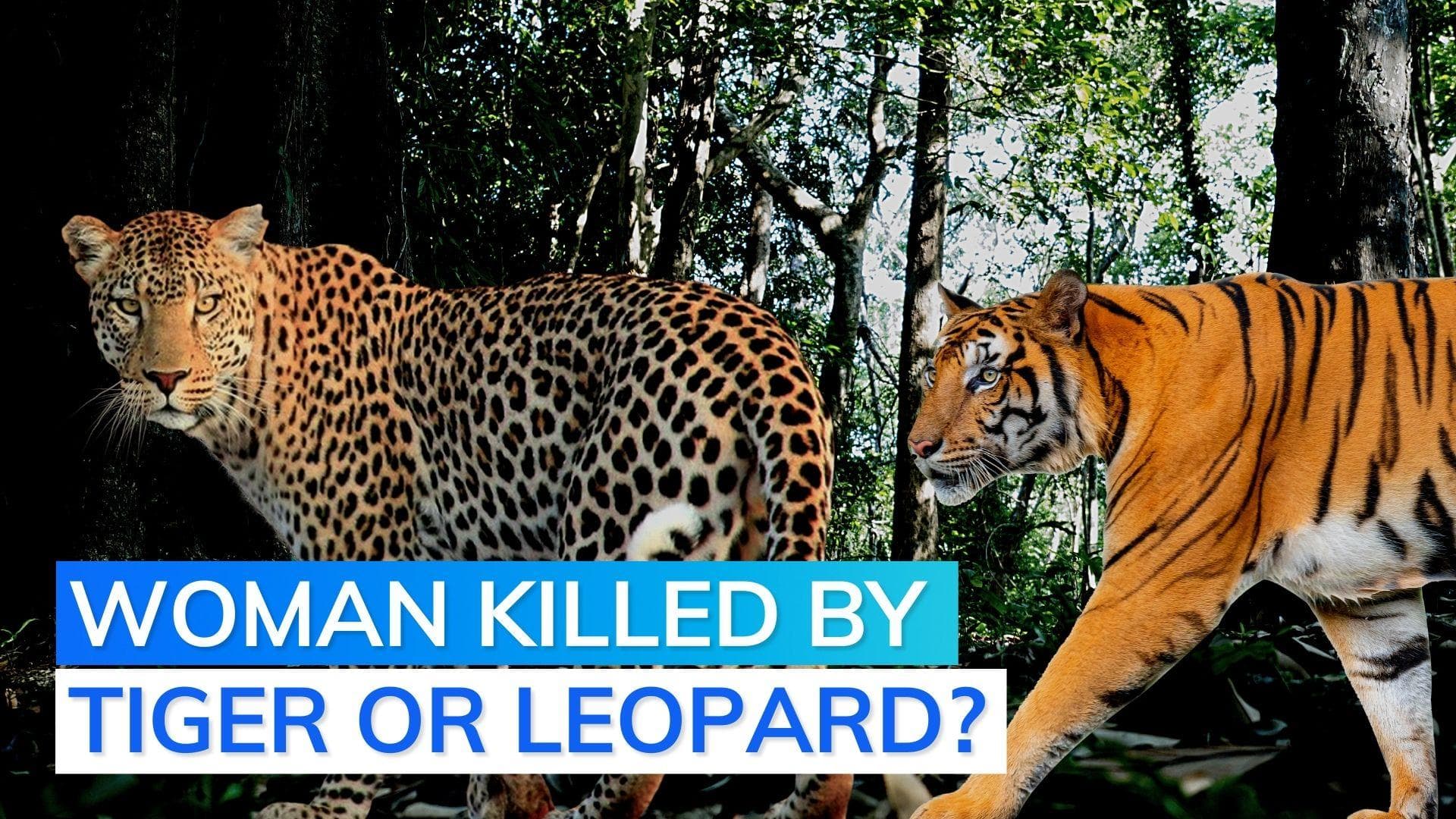 Uttarakhand: missing woman found half-eaten at Jim Corbett Park