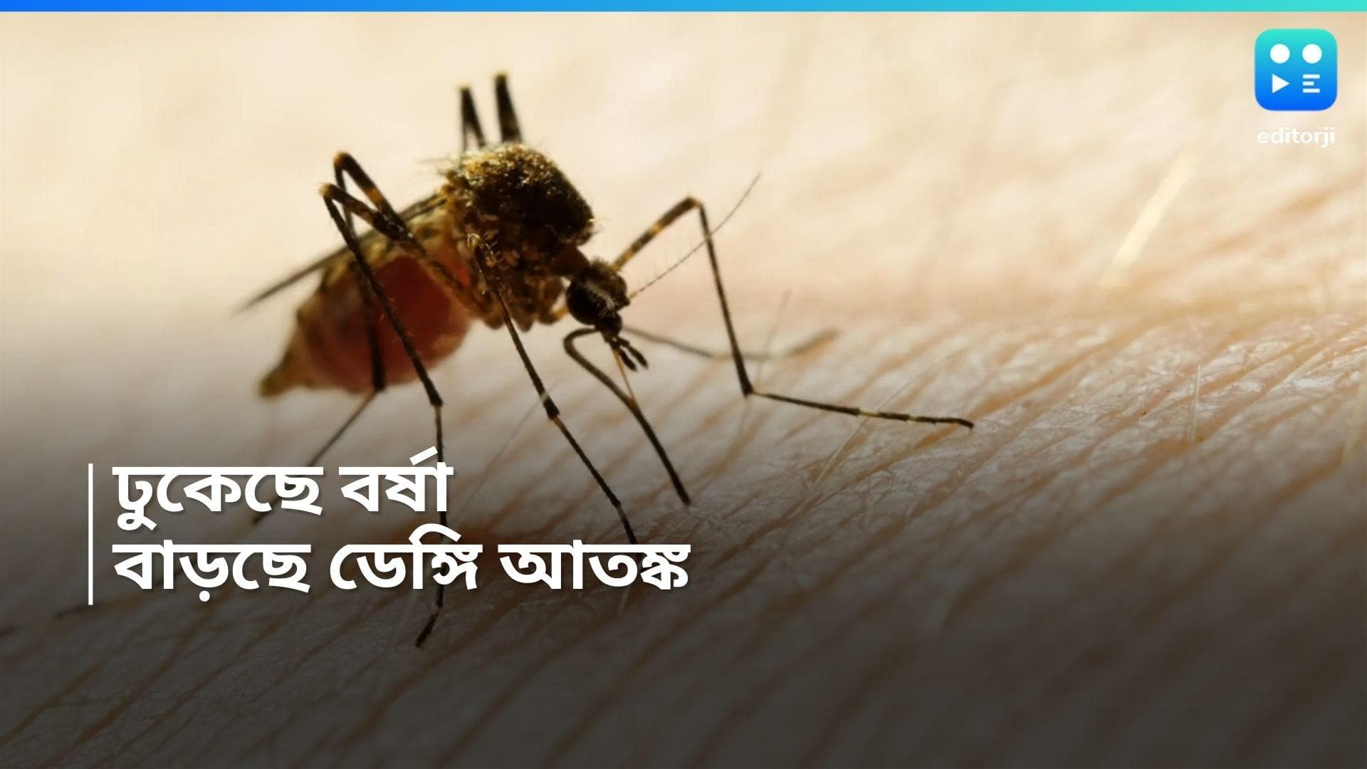 Dengue in Bengal: বর্ষা ঢুকতেই চিন্তা বাড়াচ্ছে ডেঙ্গি, একাধিক জেলায় বাড়ছে আক্রান্তের সংখ্যা