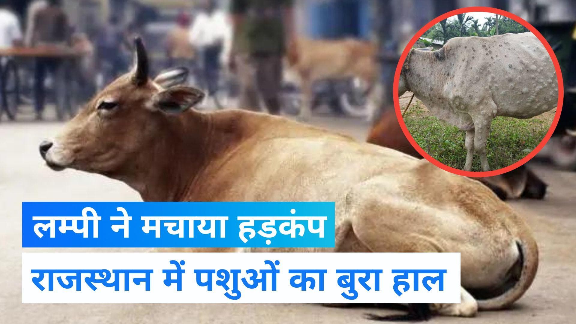 Lumpy Skin Disease: राजस्थान में लम्पी की चपेट में आए 4 लाख से ज्यादा पशु, एक्शन में सरकार