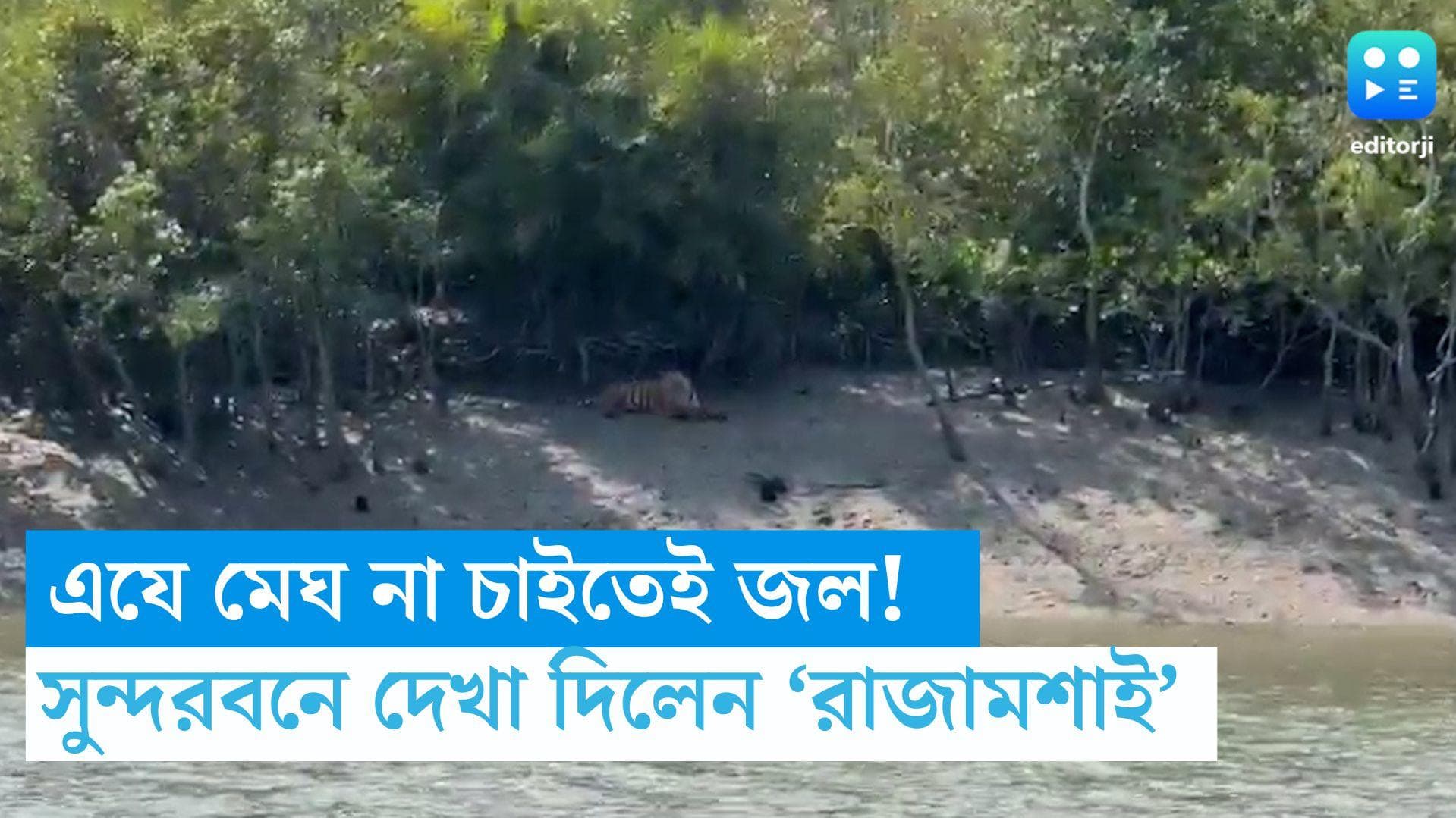 Sundarbans: মেঘ না চাইতেই জল! সুন্দরবনের বুড়িডাবরি জঙ্গলে পর্যটকদের দেখা দিলেন বেঙ্গল টাইগার