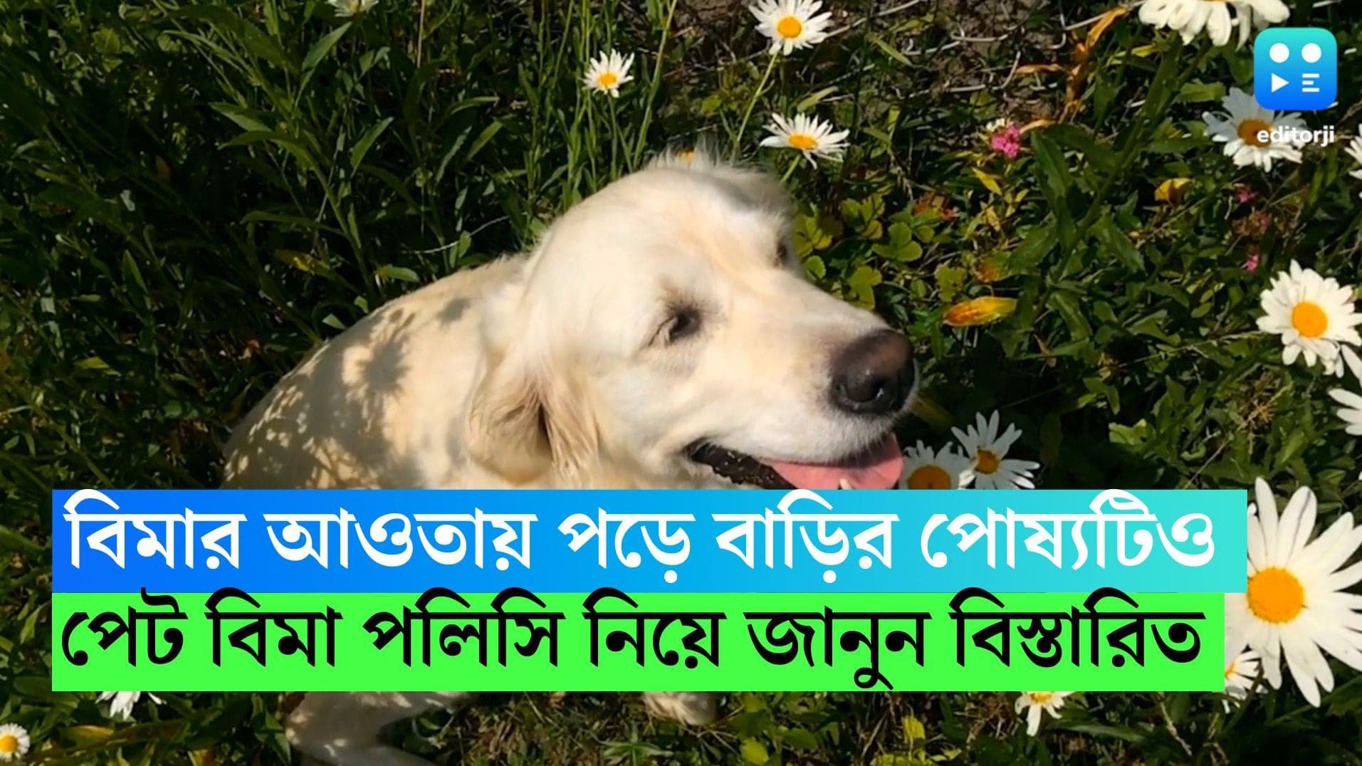 Pet Insurance Policy: মানুষের সঙ্গে বিমার আওতায় পড়ে বাড়ির পোষ্যটিও, পেট বিমা পলিসি নিয়ে জানুন বিস্তারিত