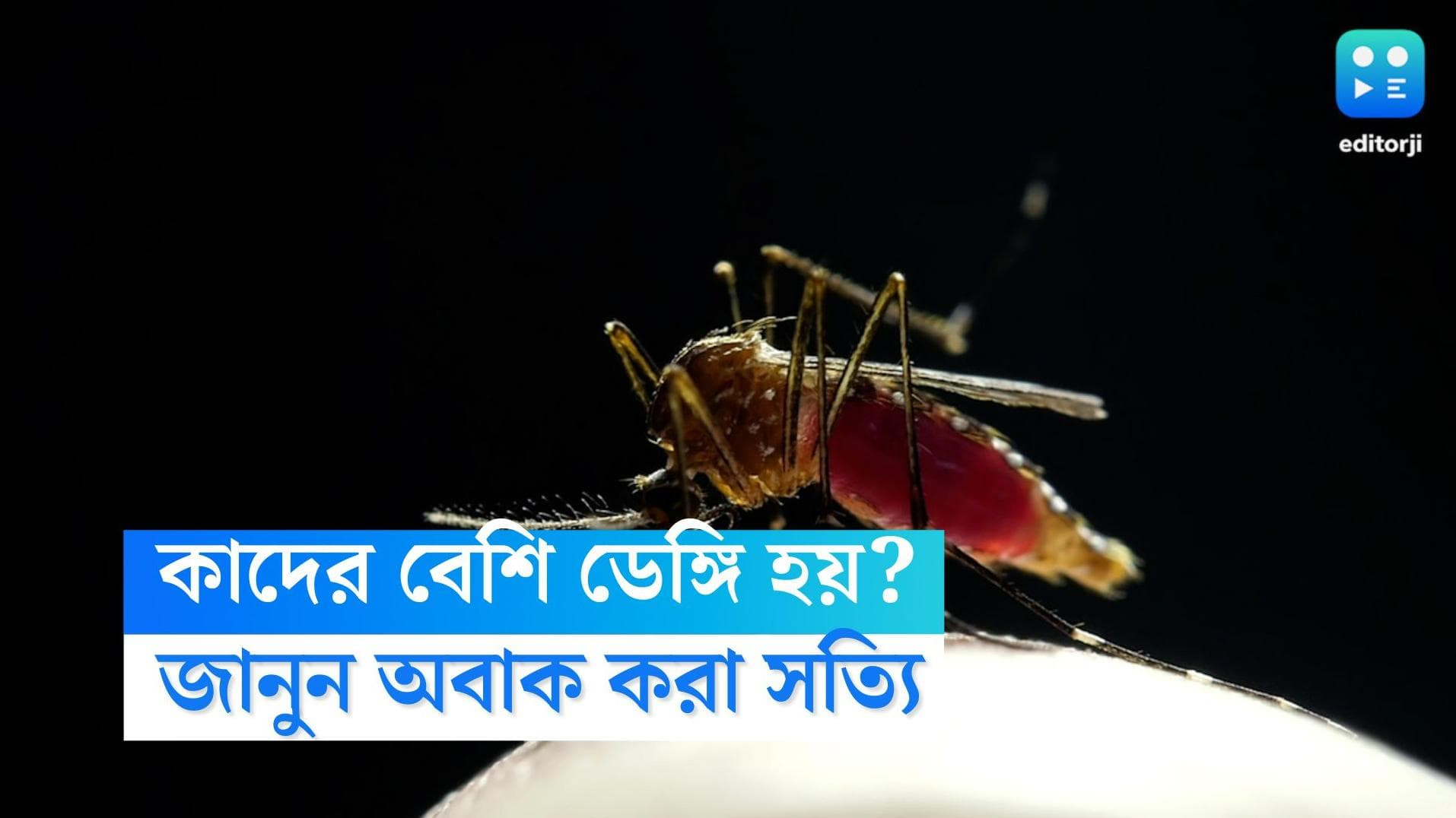 Dengue Mosquito: রাজ্যে উদ্বেগ বাড়াচ্ছে ডেঙ্গি, নির্দিষ্ট কিছু মানুষকেই কেন কামড়ায় মশা, জানলে অবাক হবেন