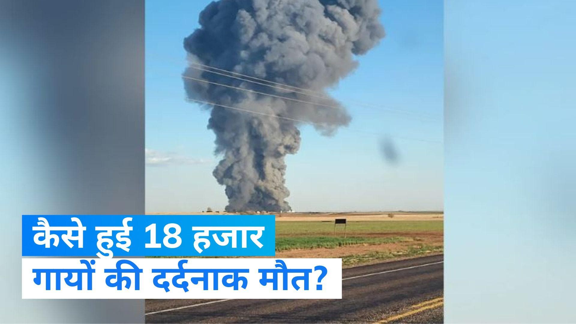America: पश्चिमी टेक्सास में 18 हजार गायों की मौत, डेयरी फार्म में विस्फोट से हुआ हादसा