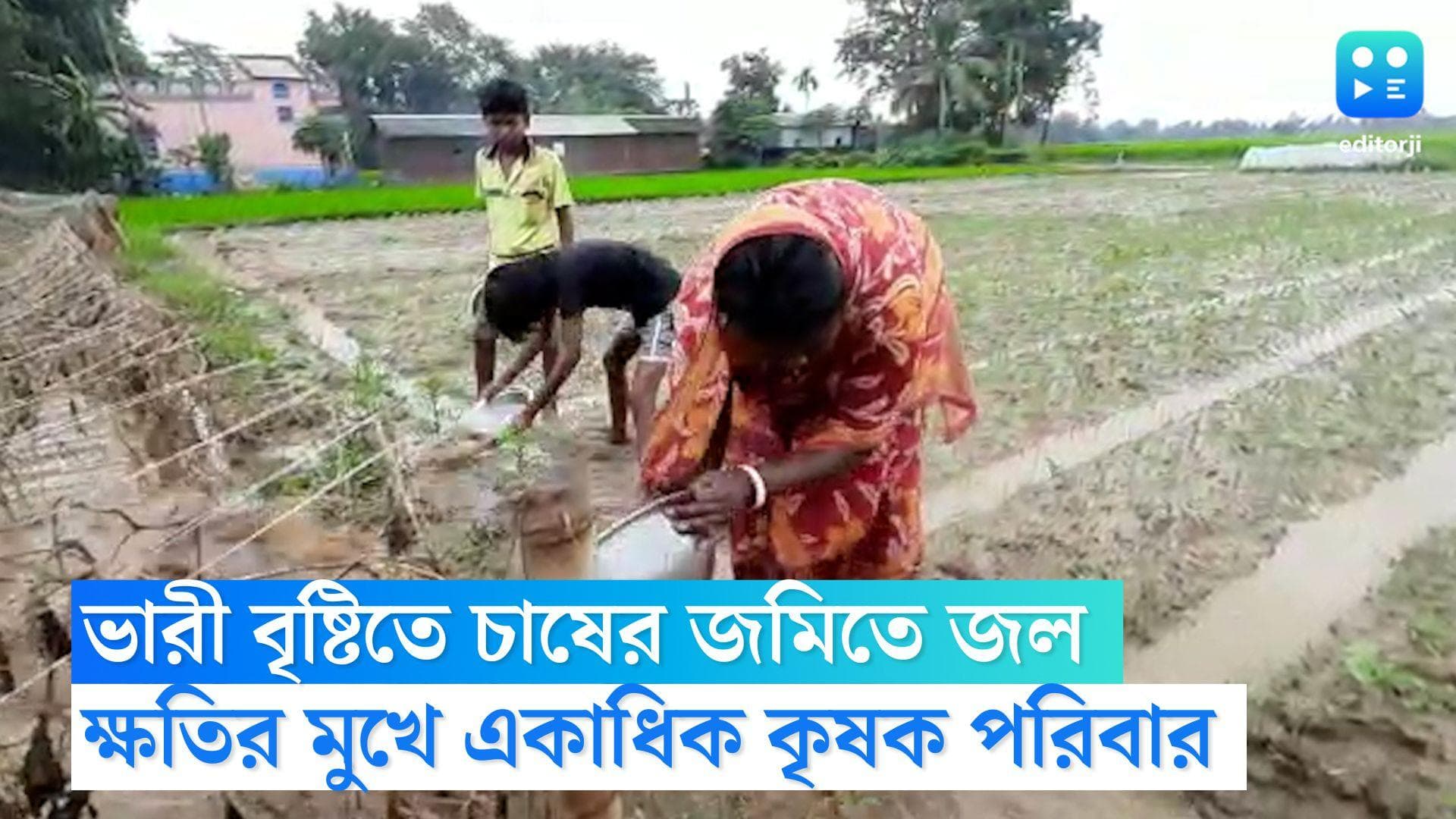 Bankura Heavy Rainfall: ভারী বৃষ্টিতে জলমগ্ন চাষের জমি, ক্ষতির মুখে কৃষক পরিবারগুলি