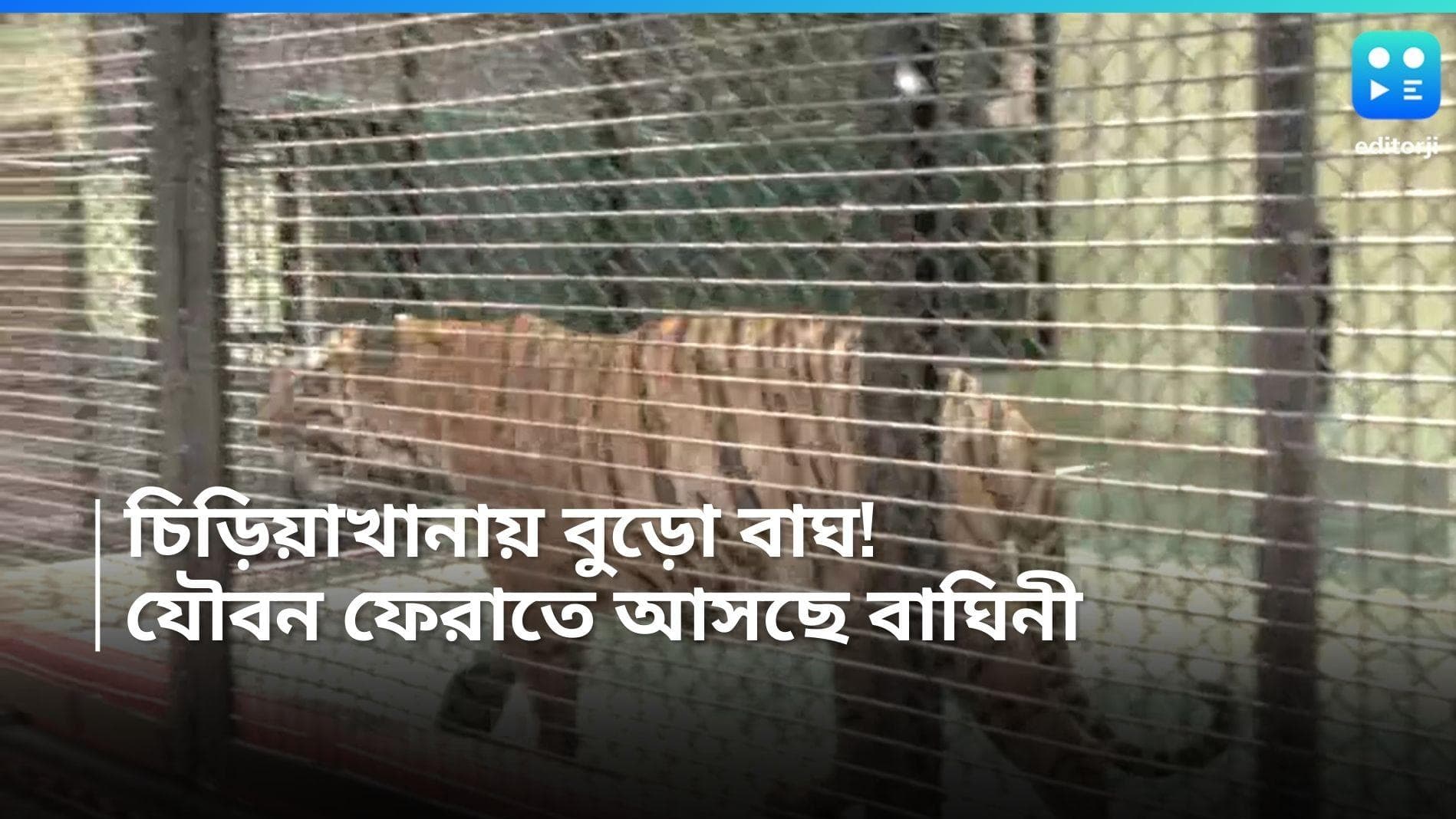 Alipore Zoo: বার্ধক্যে আলিপুরের বাঘেরা, পরিবার অস্তিত্ব সংকটে! চিড়িয়াখানায় আসছে 'সুন্দরী' বাঘিনী 