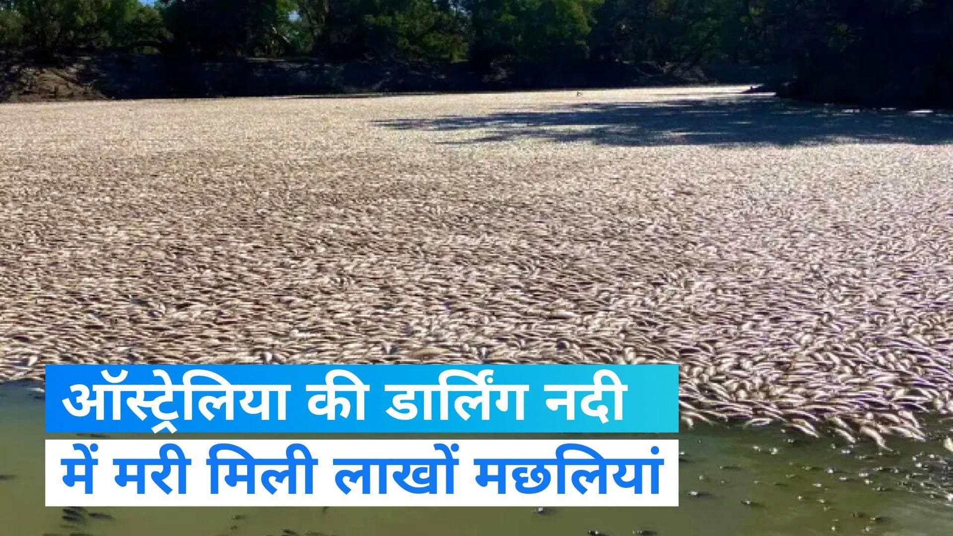Australia की इस नदी में मरी हुई मिली लाखों मछलियां, जानिए वजह  