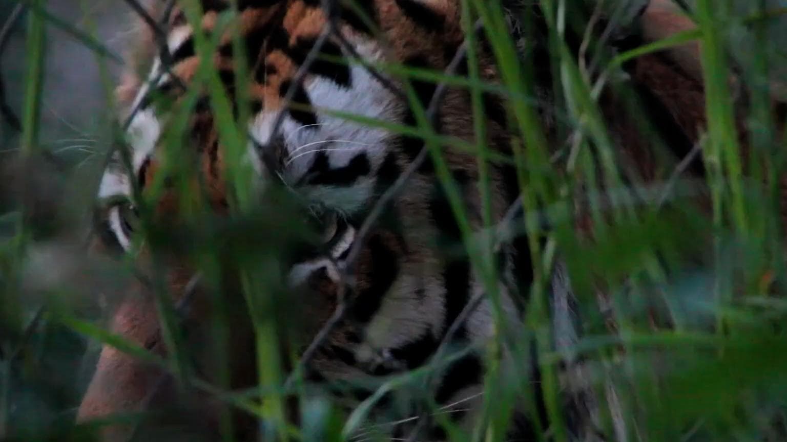 Kultoli Royal Bengal: ছ'দিন পর অবশেষে ধরা পড়ল বাঘ, ঘুম পাড়ানি গুলি খেয়ে কাবু কুলতলির রয়্যাল বেঙ্গল