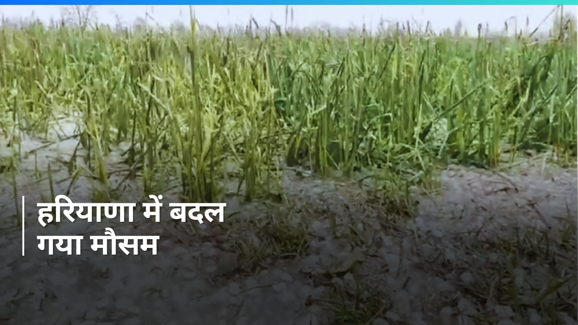 Haryana Weather Update: हरियाणा के कई जिलों में बारिश के साथ गिरे ओले, फसलों को काफी नुकसान