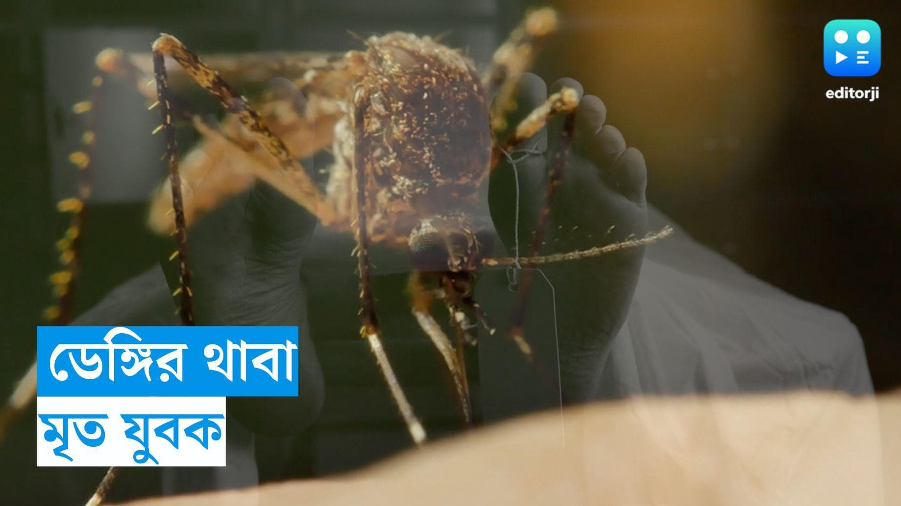 Dengue Death : ফের ডেঙ্গির থাবা, কলকাতায় মৃত্যু ১৭ বছরের যুবকের