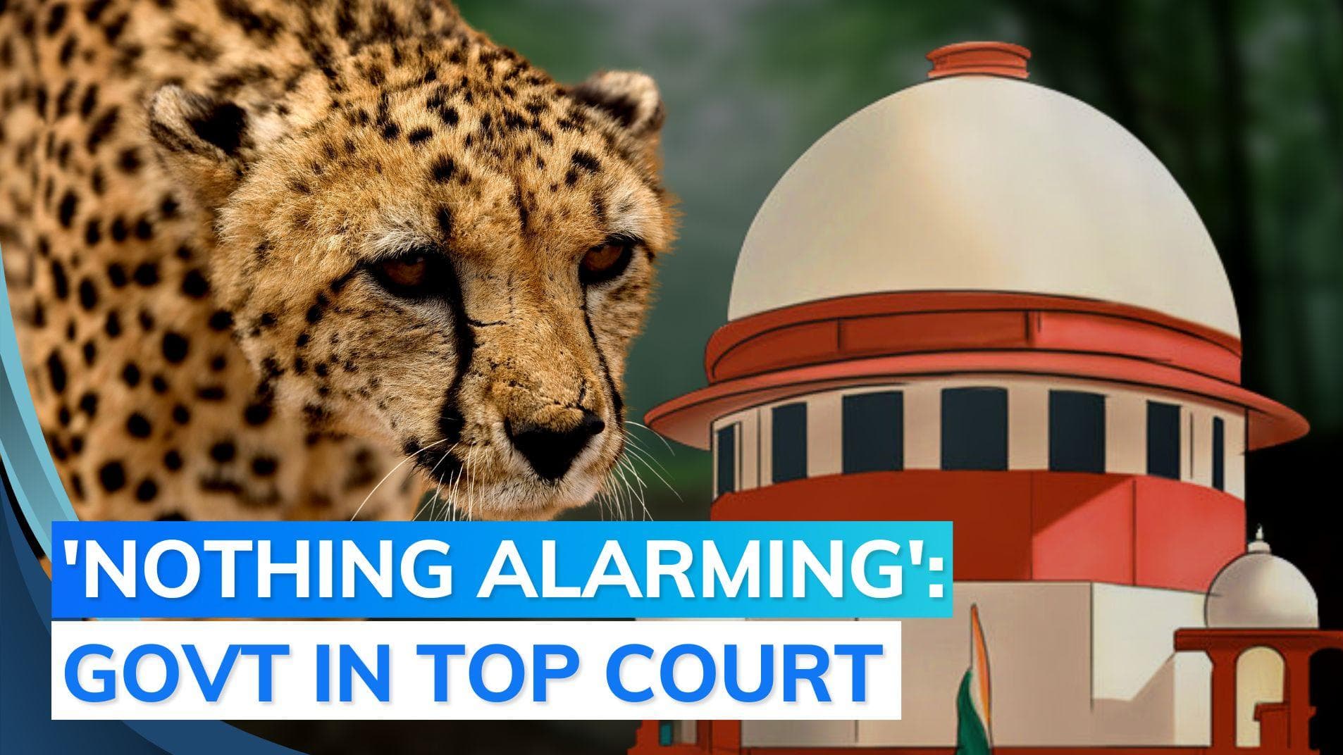 SC on Cheetah deaths: no reason to doubt govt's move