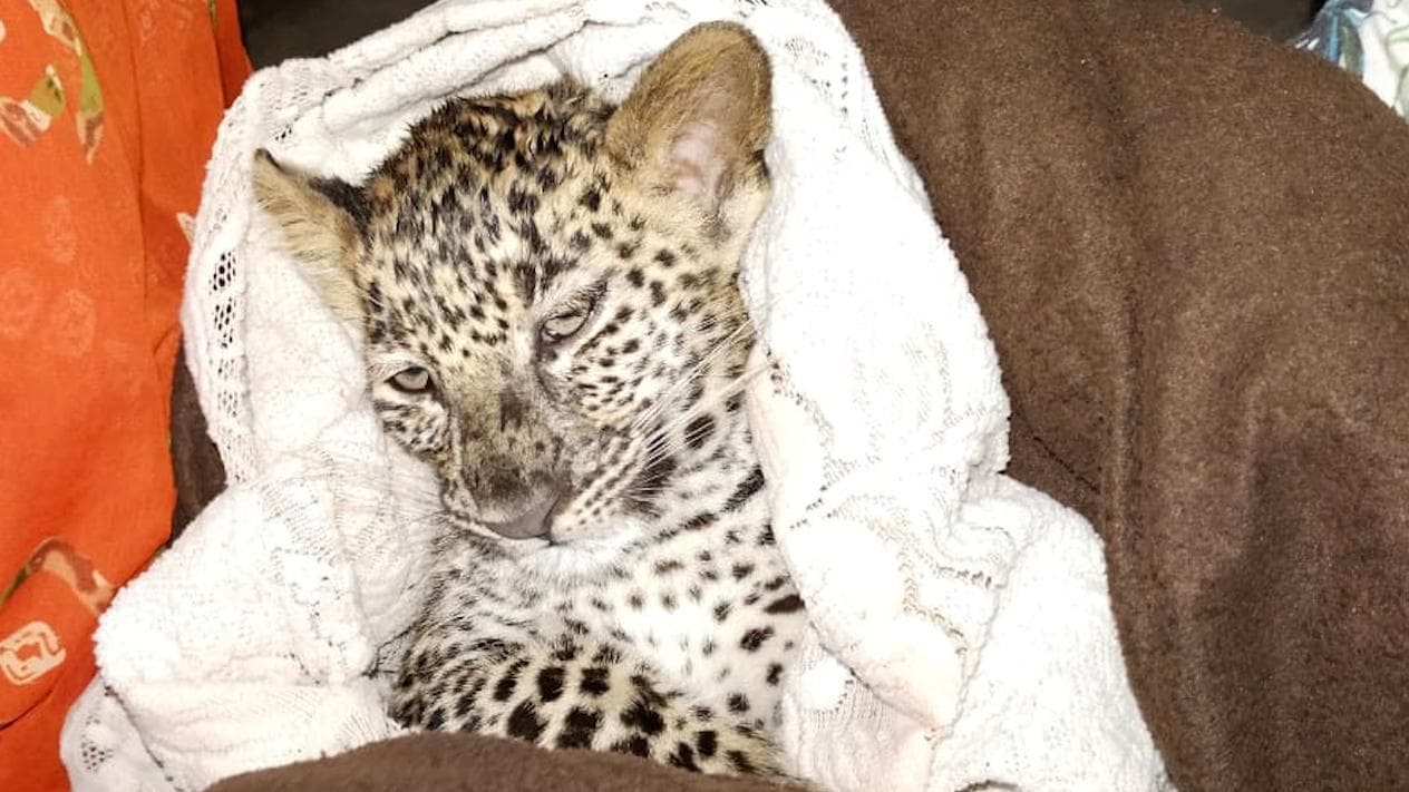 Watch: Leopard cub lost in rain rescued in Mumbai's Aarey