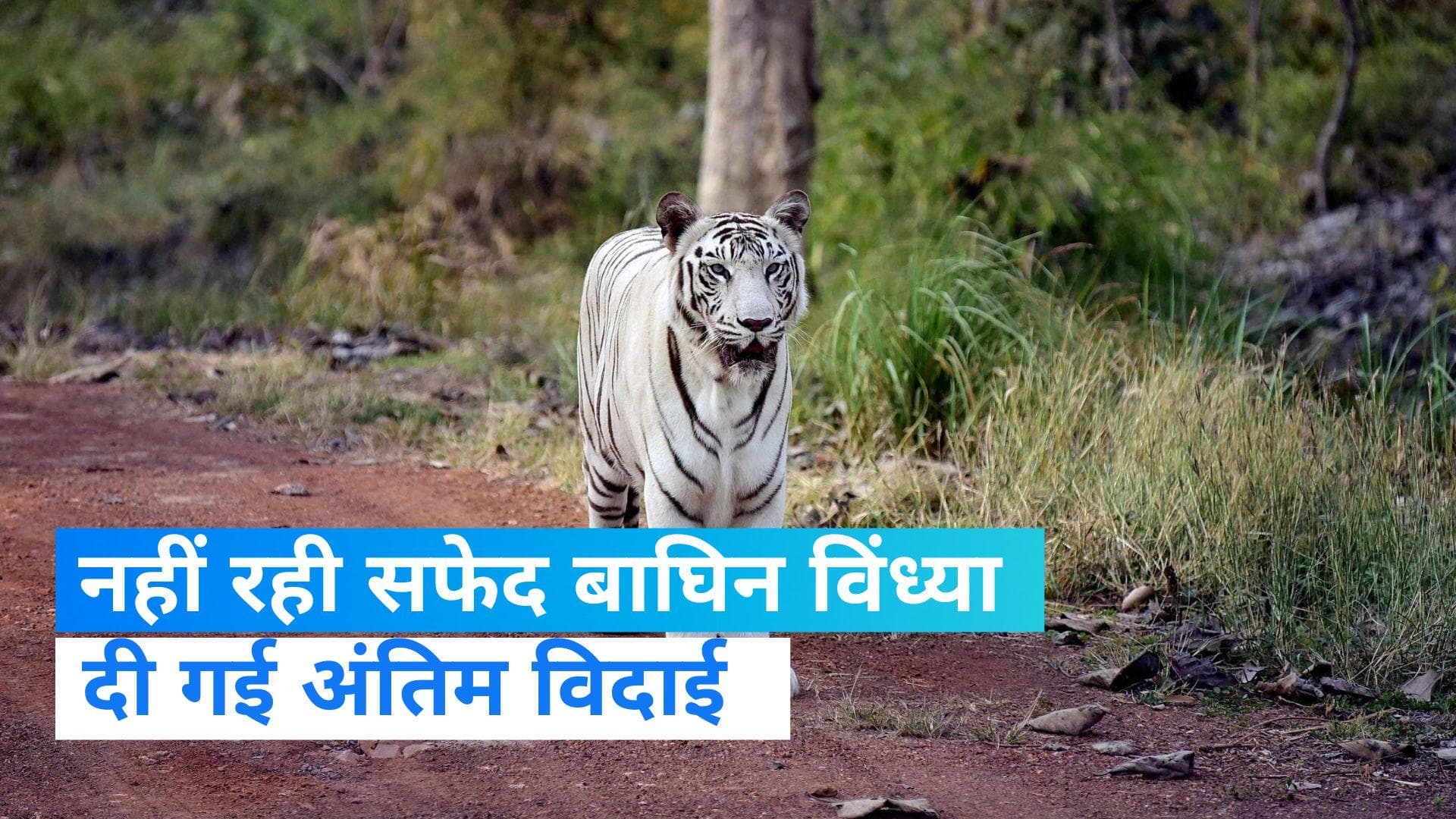 White tigress Vindhya: सफेद बाघिन विंध्या ने तोड़ा दम, सम्मान के साथ हुआ अंतिम संस्कार   