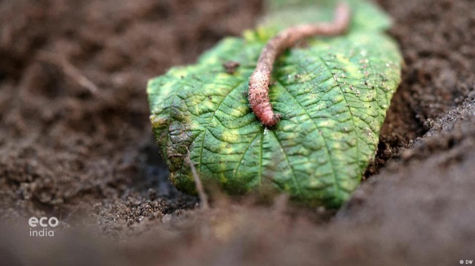 Earthworms – Vital for soil and plant health