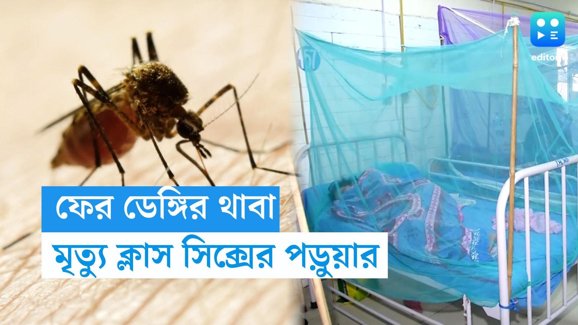 Dengue Death : কলকাতায় ফের ডেঙ্গির হানা, বেসরকারি হাসপাতালে ষষ্ঠ শ্রেণির পড়ুয়ার মৃত্যু