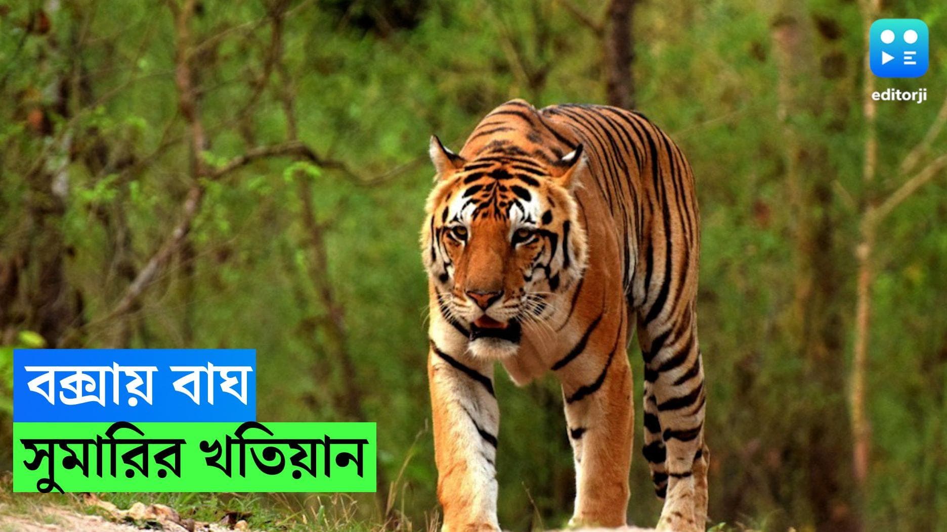 Tiger Population : উত্তরবঙ্গের বক্সায় অবশেষে বাঘের সন্ধান, বাঘ দিবসে কেন্দ্রের রিপোর্টে তথ্য