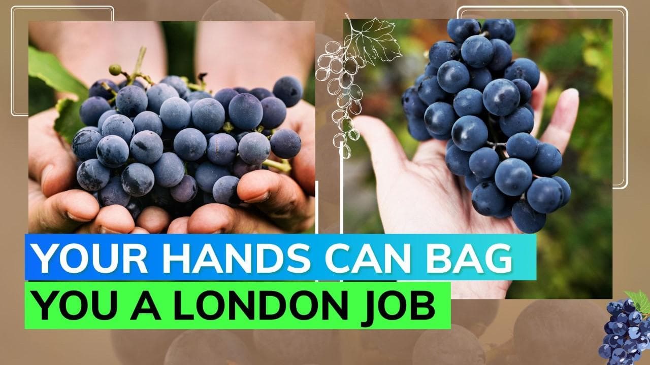 THIS restaurant wants to hire 'Grape feeder'; apply if you have gorgeous hands