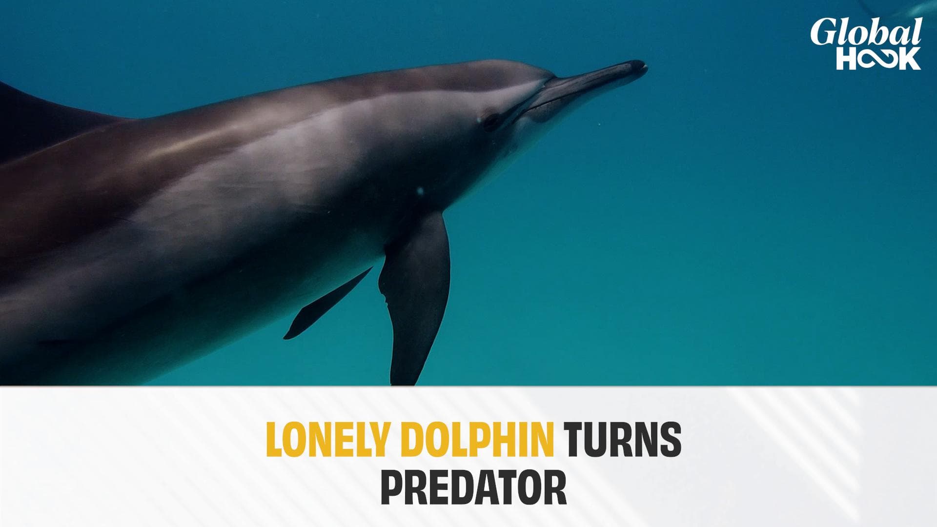 Lonely And Frustrated Dolphin Attacks 18 People In Japan In One Year