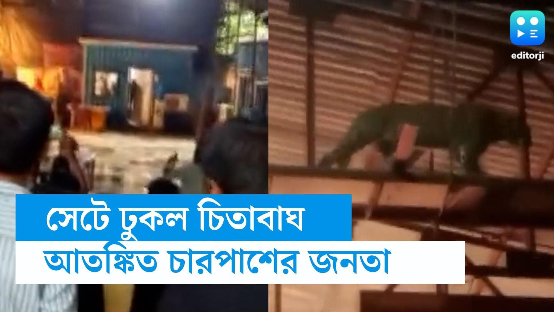 Leopard in serial set: ফের সিরিয়ালের সেটে চিতাবাঘের অনুপ্রবেশ, আতঙ্ক ছড়াল ফিল্মসিটিতে 