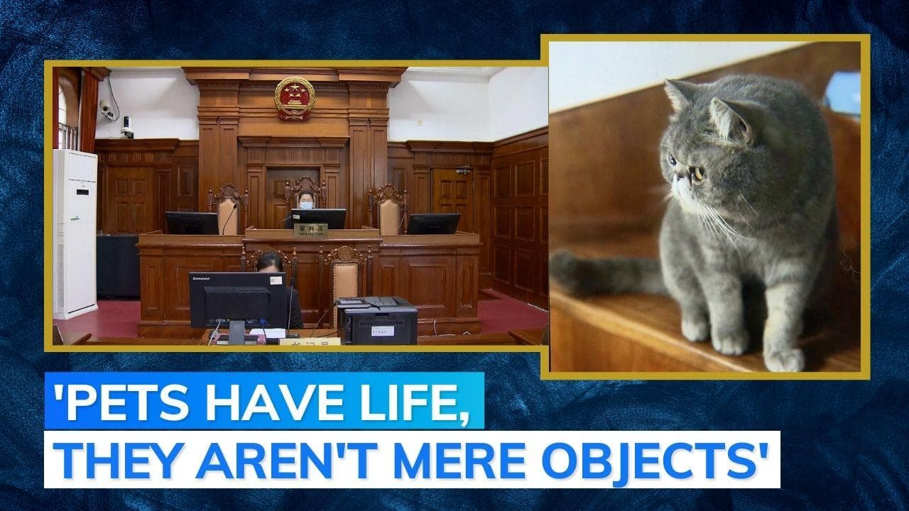 Shanghai court directs pet hospital to pay spiritual compensation for dead cat