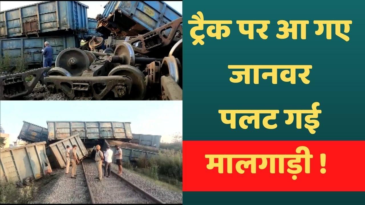 Punjab Train Accident:  ट्रैक पर आ गए जानवर...बचाने के चक्कर में मालगाड़ी के 16 डिब्बे बेपटरी
