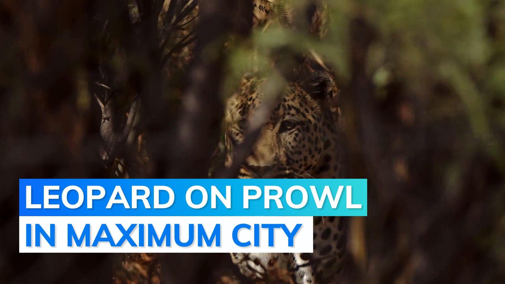 Leopard kills toddler in Mumbai's Aarey forest