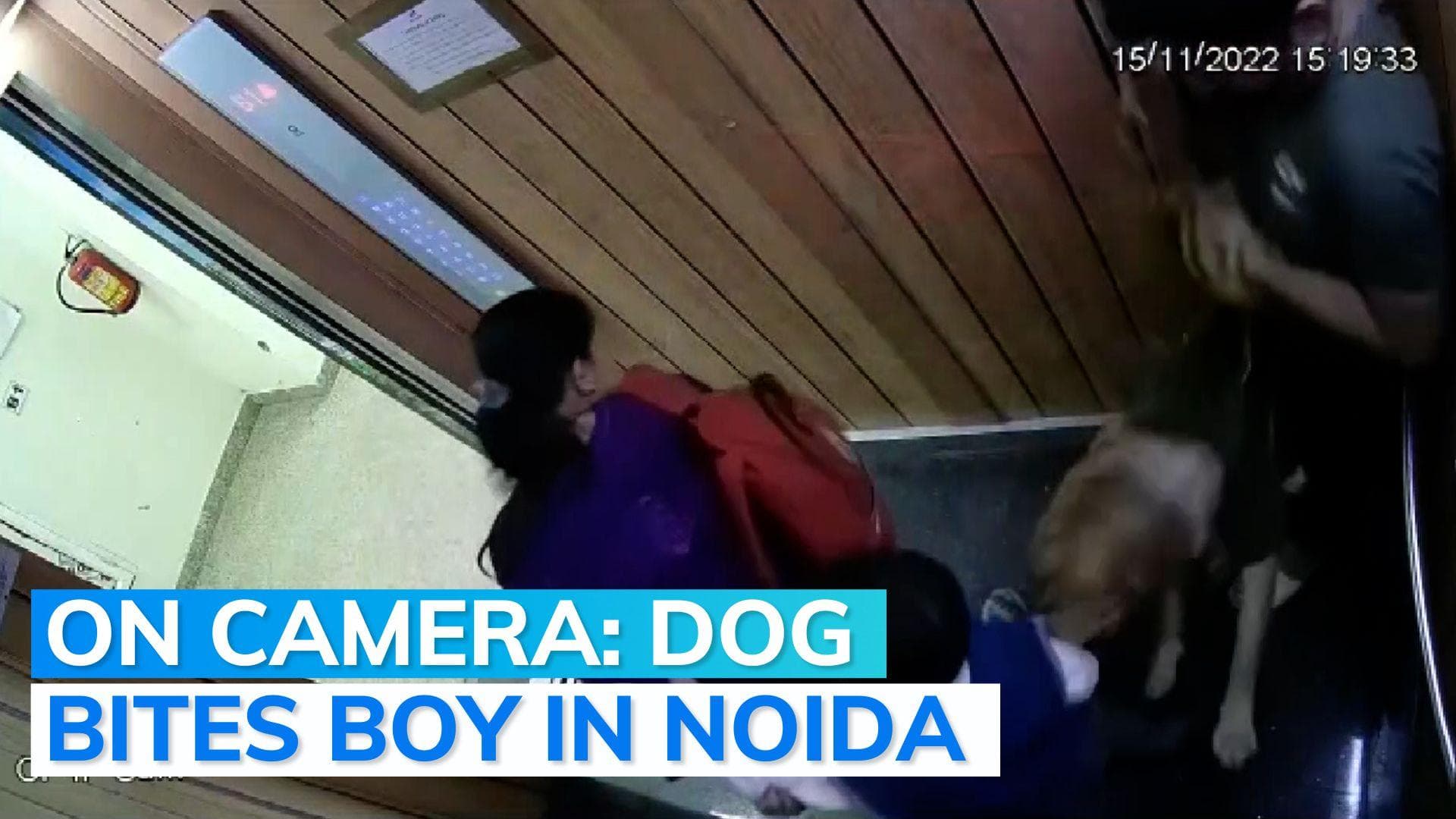 Dog attacks boy in lift days after Noida authority brought in new guidelines