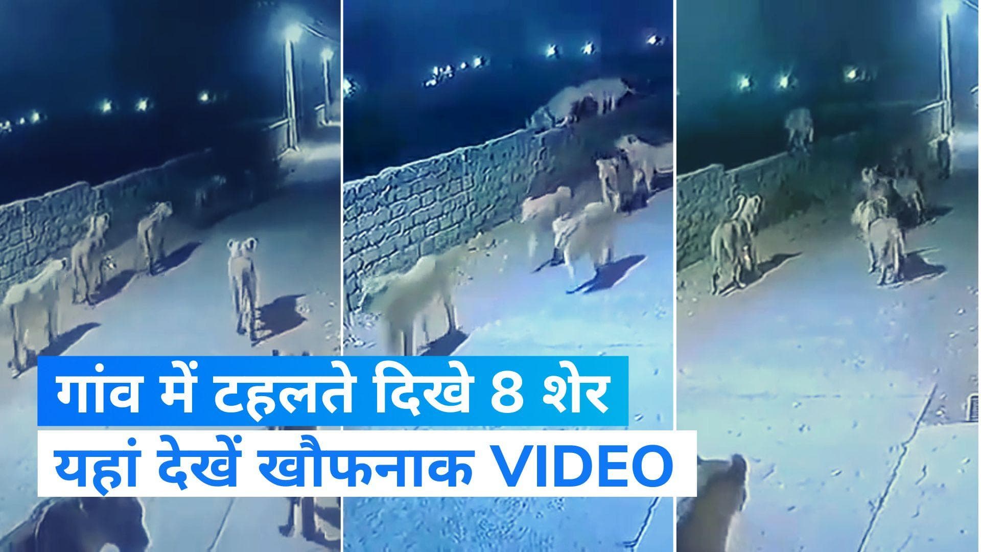 Viral Video: गांव में घूमते दिखे 8 शेर, देखिये रौंगटें खड़े कर देने वाला वीडियो 