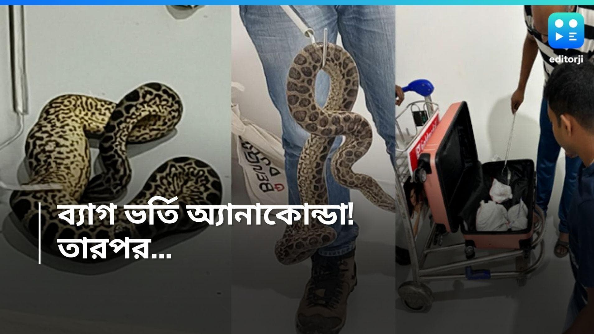  Bengaluru News: ব্যাগে গিজগিজ করছে সাপ, অ্যানাকোন্ডা পাচারের দায়ে গ্রেফতার এক 
