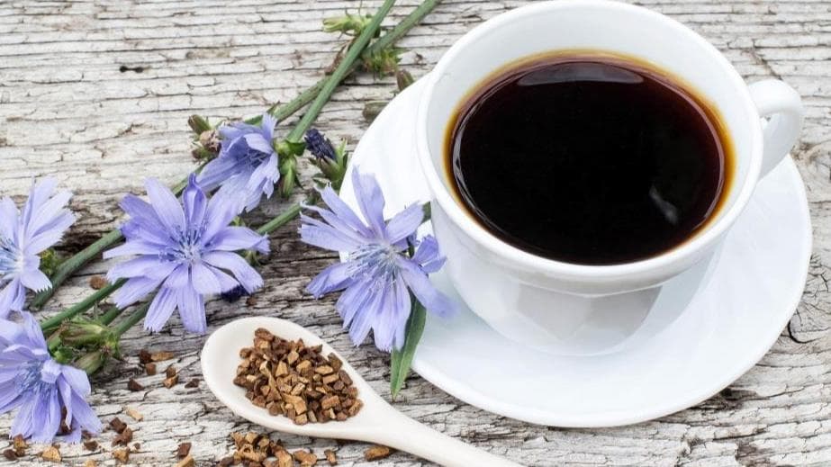 Chicory coffee benefits: क्या कैफीन की वजह से आप रेगुलर कॉफी नहीं पी पाते हैं? ट्राई कीजिये चिकरी कॉफी