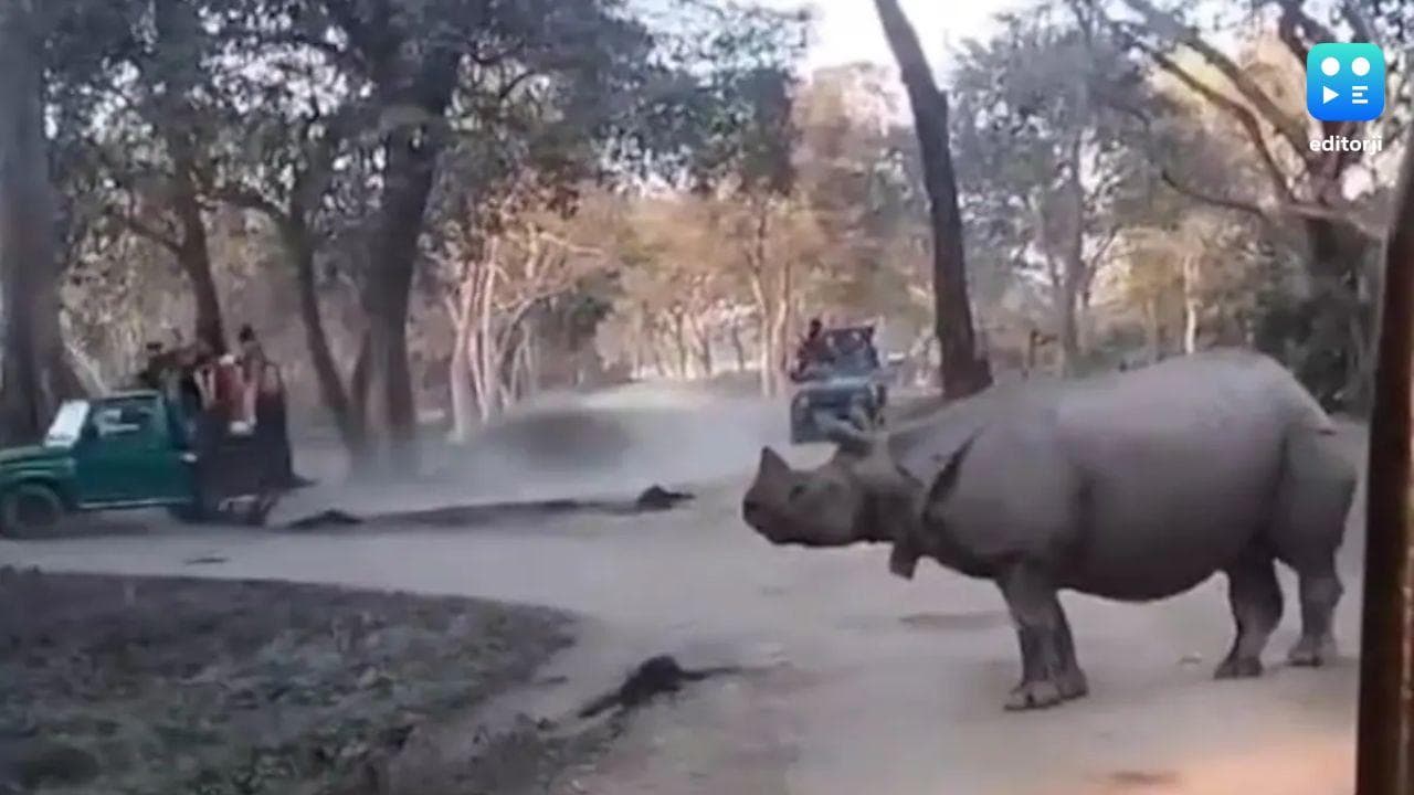 Watch | Heart-stopping moment in Kaziranga: Jeep safari turns into narrow escape from rhino!