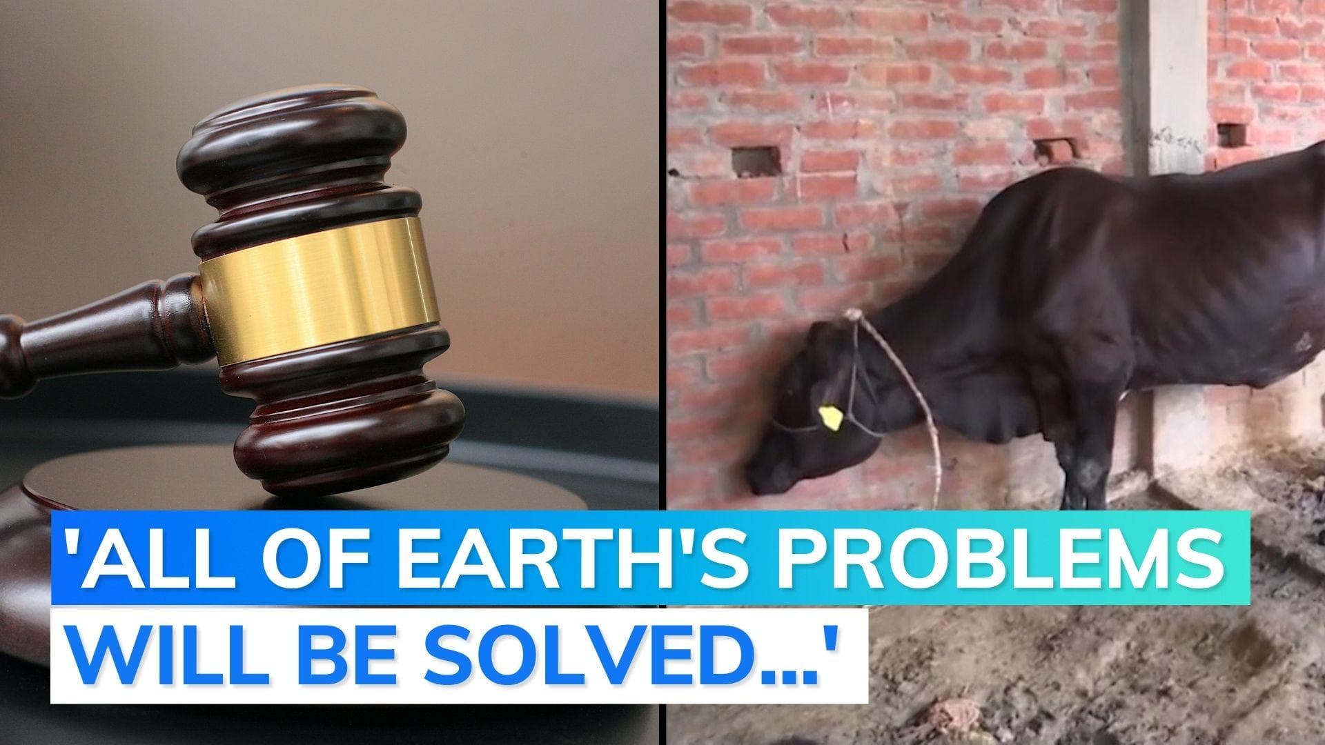 'Cow dung homes safe from radiation...': Gujarat judge on cow slaughter