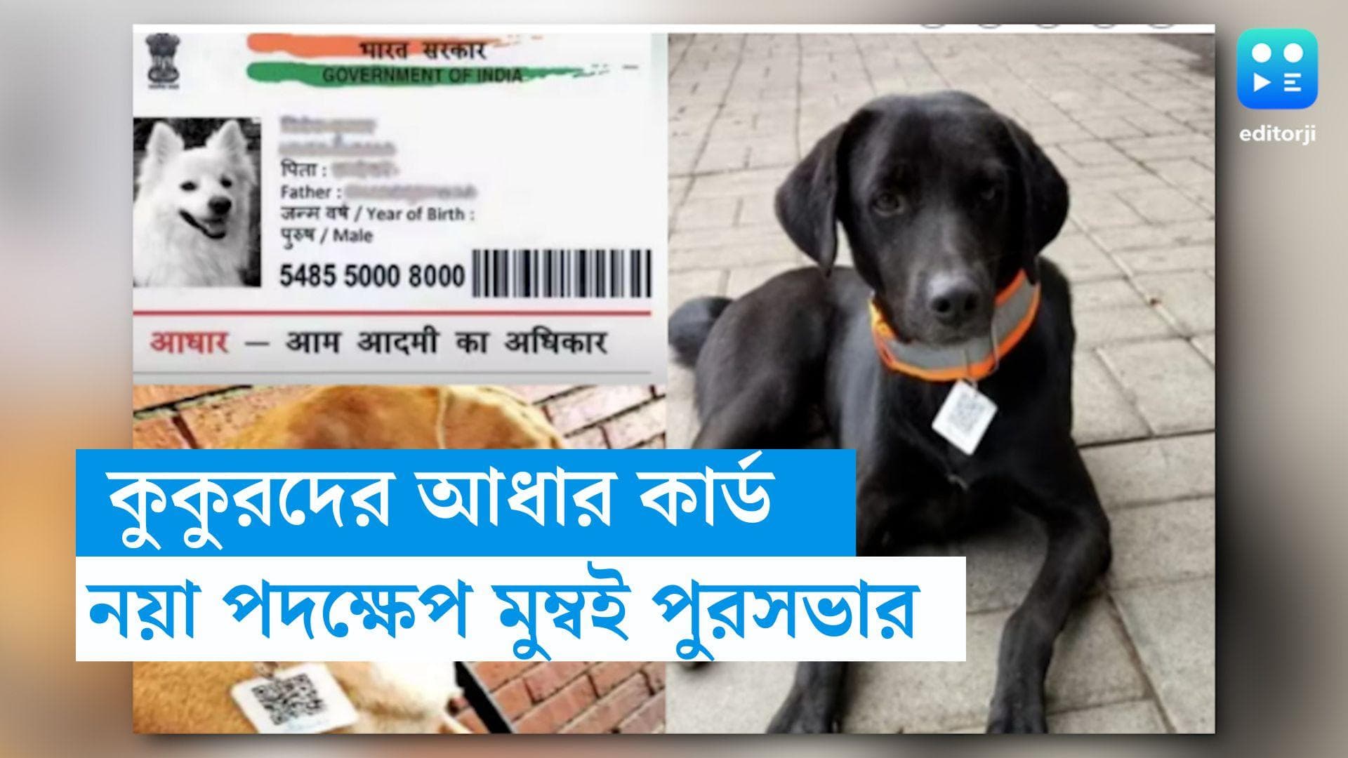 Dog Adhaar Card: মুম্বইয়ের প্রতিটি পথকুকুরের গলায় ঝুলবে আধার কার্ড, নয়া পদক্ষেপ পুরসভার 