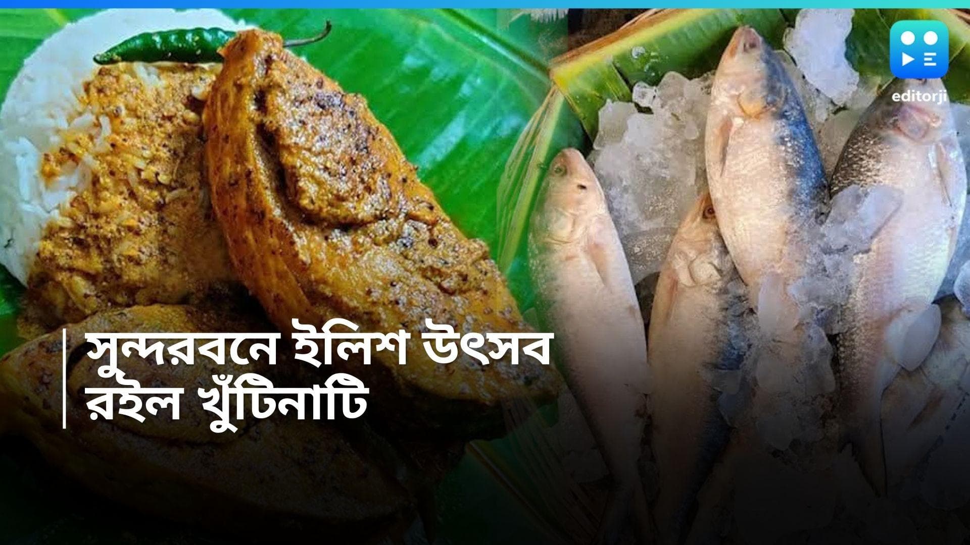 Sundarbans Hilsa Utsav:সুন্দরবনে চলছে ইলিশ উৎসব, কোন ট্যুর সংস্থার প্যাকেজে কত খরচ, মেনুতে কী থাকে, জানুন