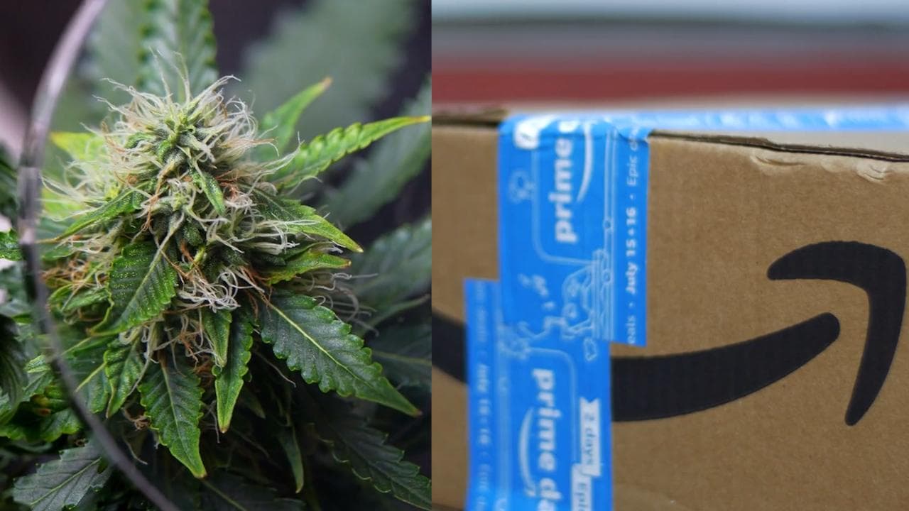 Madhya Pradesh in marijuana bust: Amazon executive directors booked