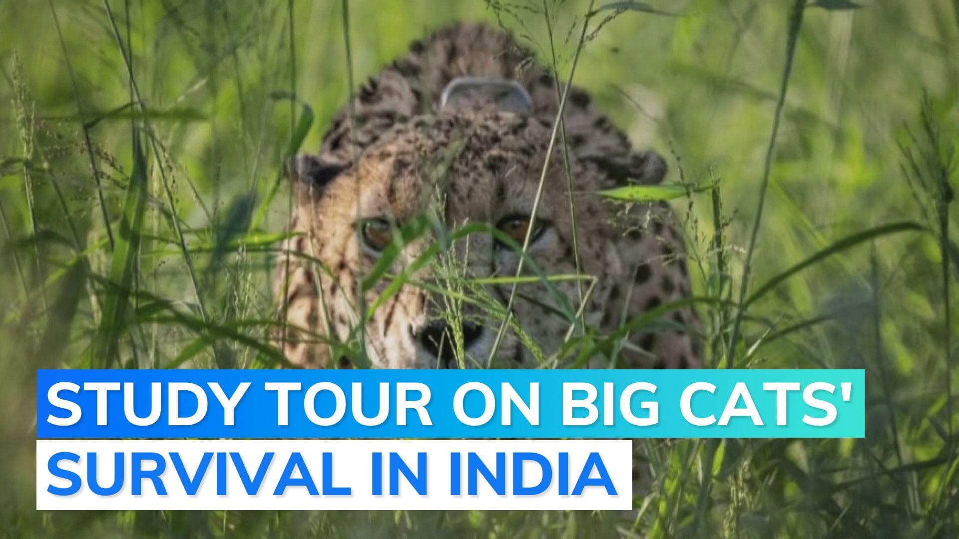 Amid Cheetah deaths, project officials to be sent to Namibia, SA