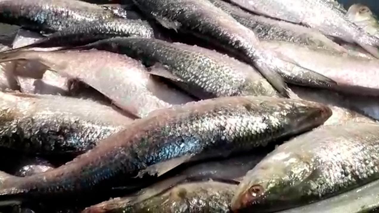 Hilsa in Bengal: কাকদ্বীপ জুড়ে শুধুই ইলিশের মেলা, শীতের দোরগোড়ায় ইলিশের আমদানিতে হাসি ফিরেছে মৎসজীবীদের