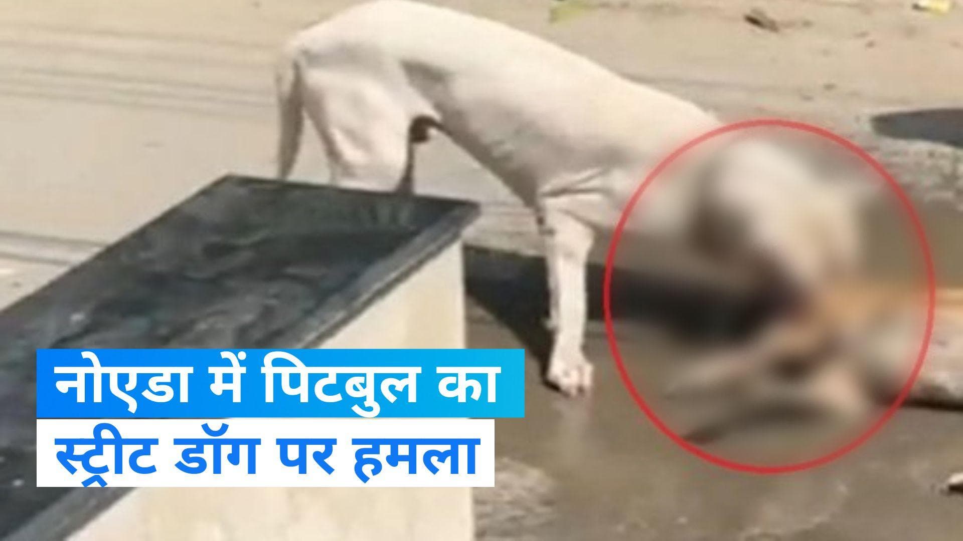 Pitbull Attack: नोएडा में खूंखार पिटबुल ने स्ट्रीट डॉग को किया लहूलुहान, वायरल हो रहा वीडियो