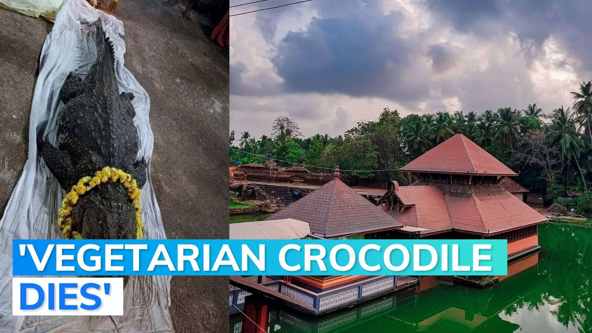 Watch: Crowd, politicians bid adieu to Kerala temple's decades-old crocodile 'Babia'