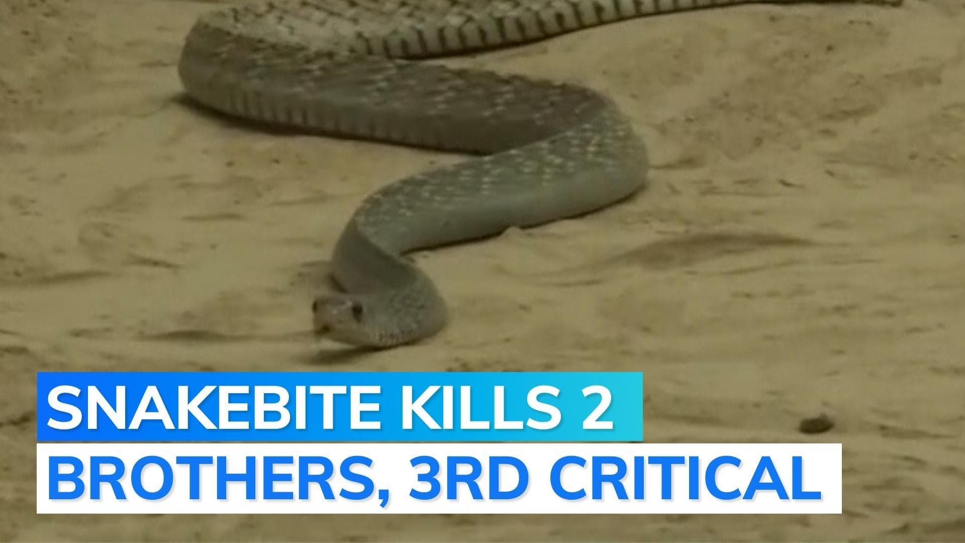 Snakebite victim’s brother came home for his funeral, got killed by snakebite