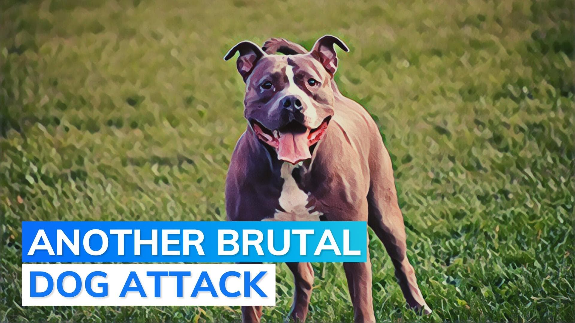 Another Pitbull attack: 9-yr-old severely injured after stray dog attacks him in Meerut